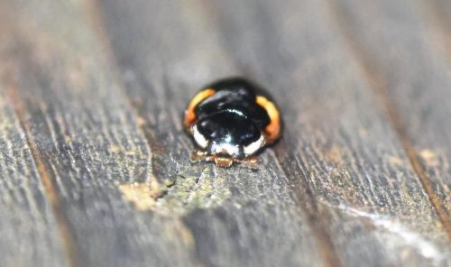 Adalia decempunctata